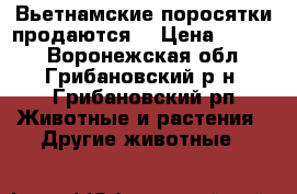 Вьетнамские поросятки продаются. › Цена ­ 2 000 - Воронежская обл., Грибановский р-н, Грибановский рп Животные и растения » Другие животные   